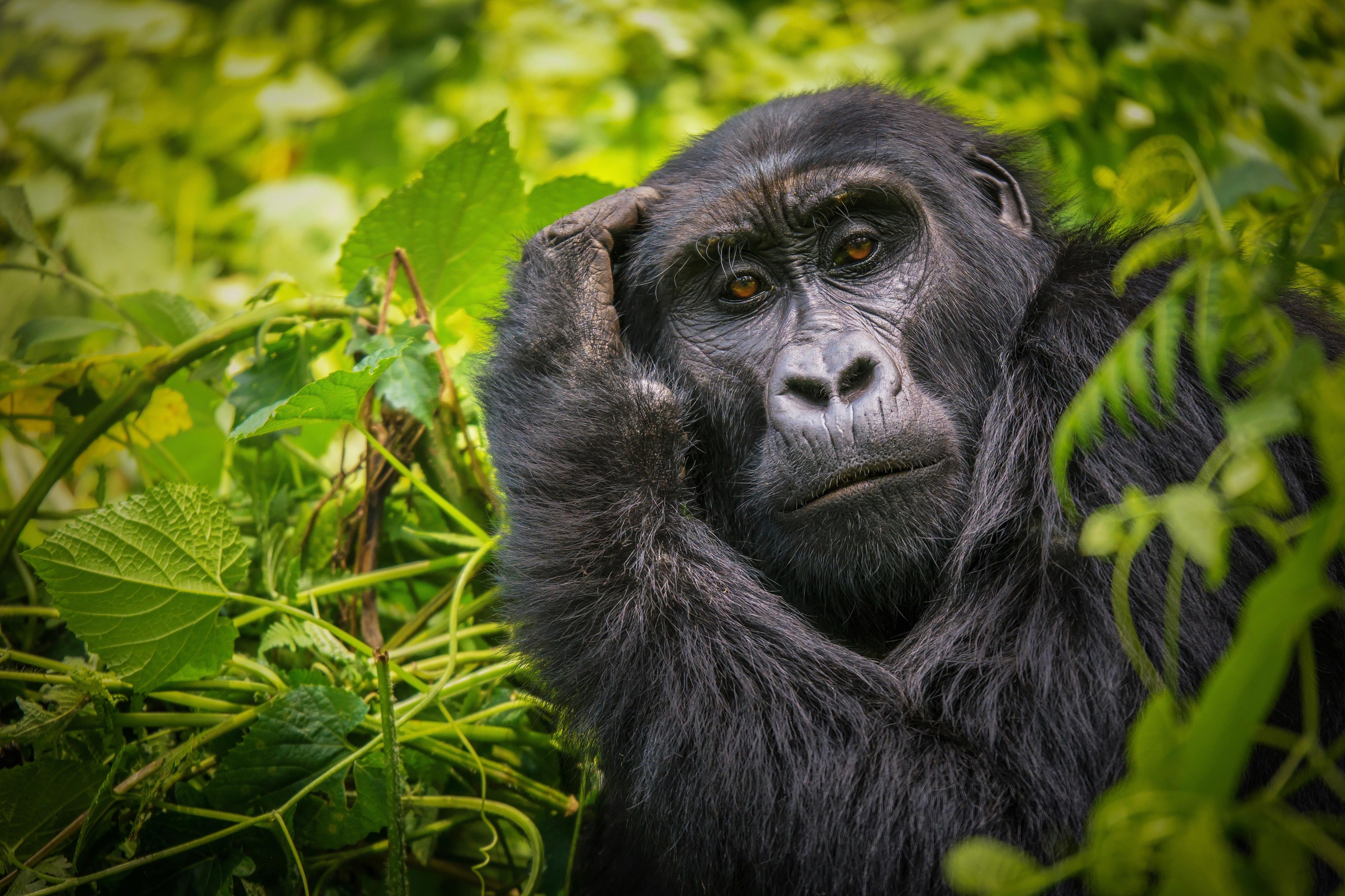 Uganda