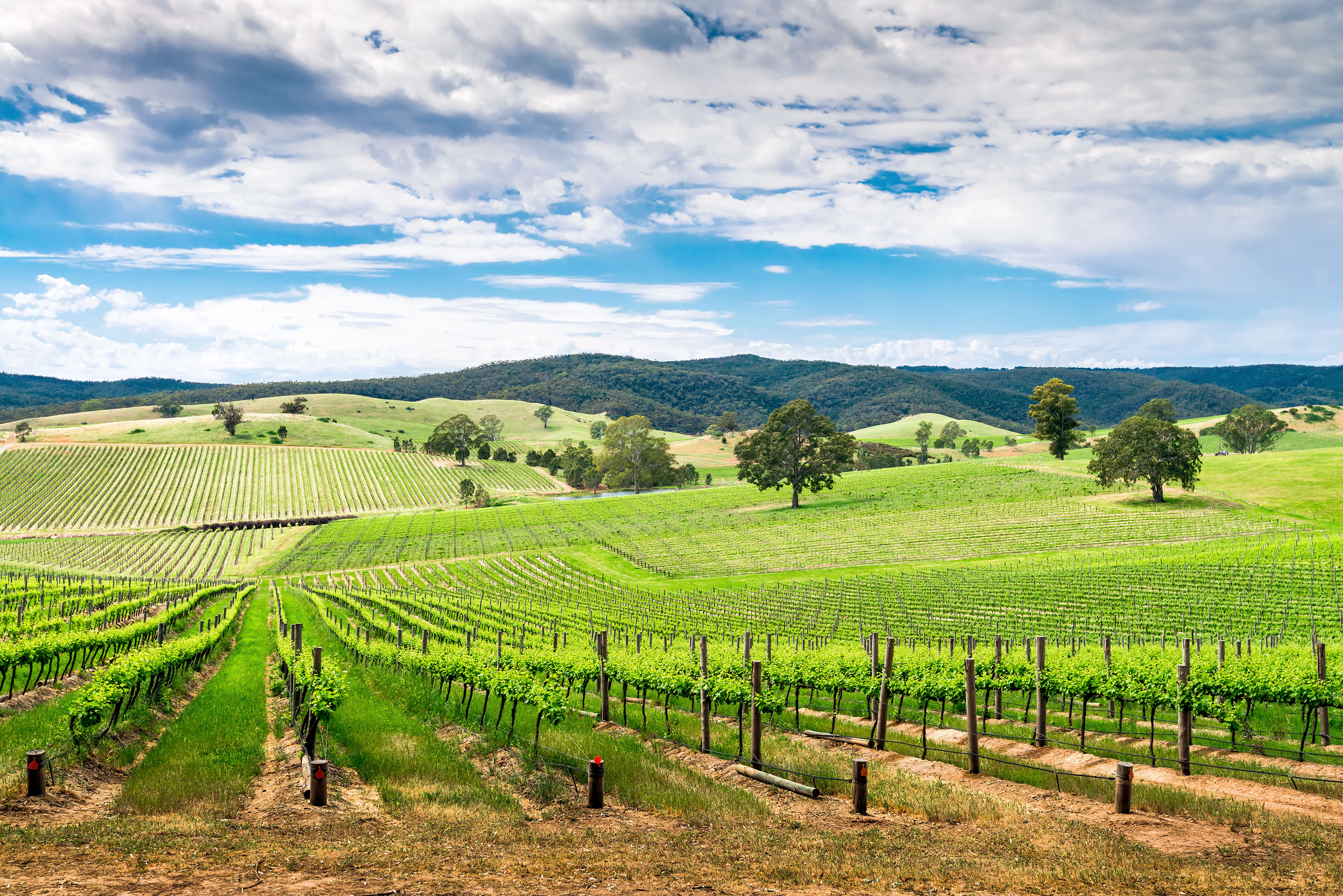 Barossa & Fleurieu Australien