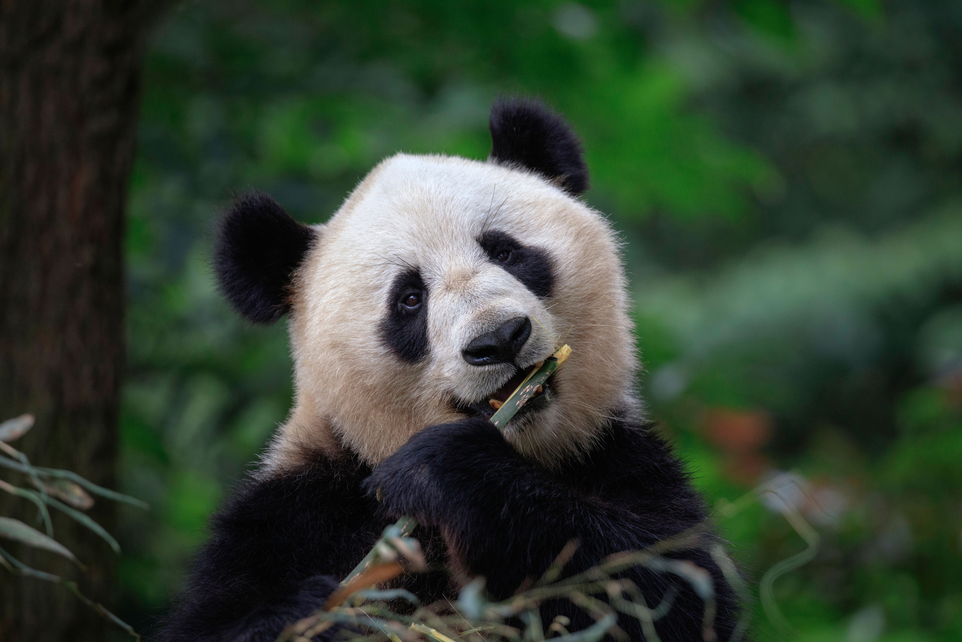Sichuan China