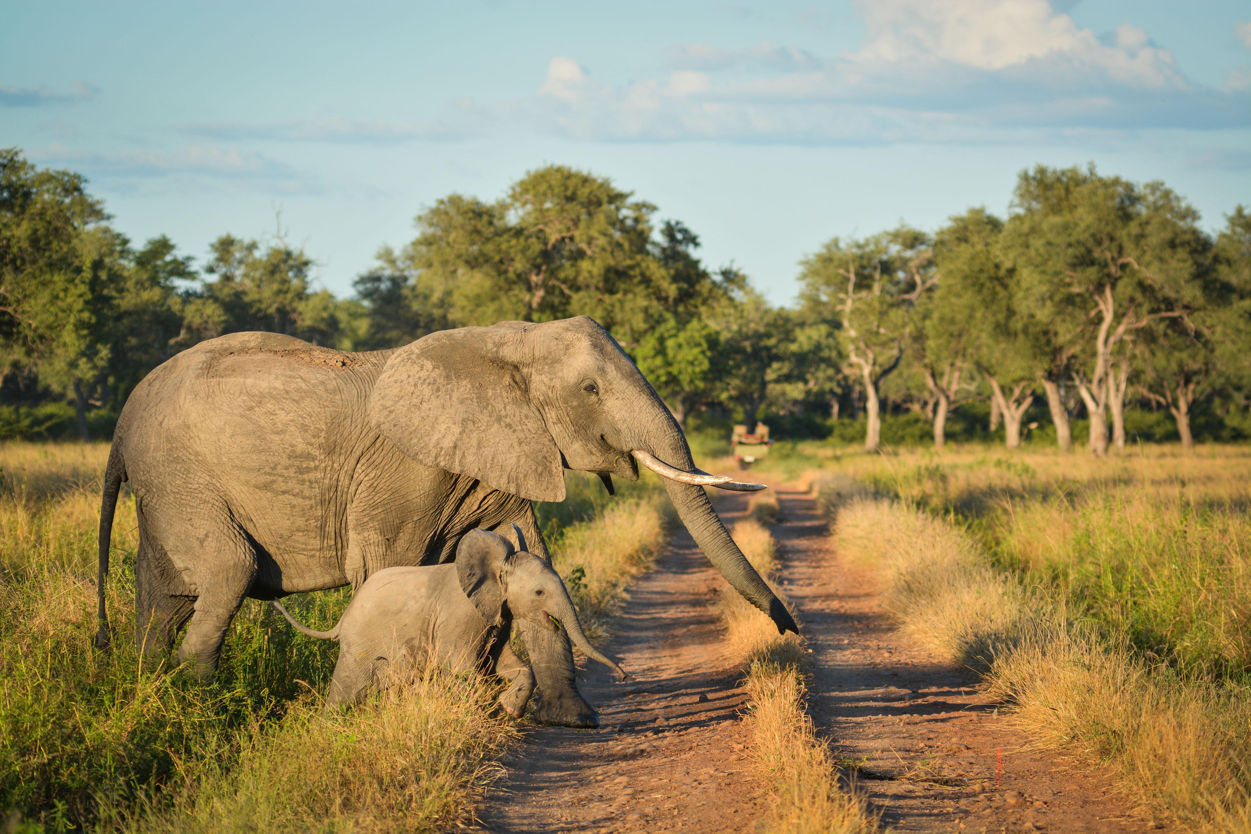Südlicher Luangwa Sambia