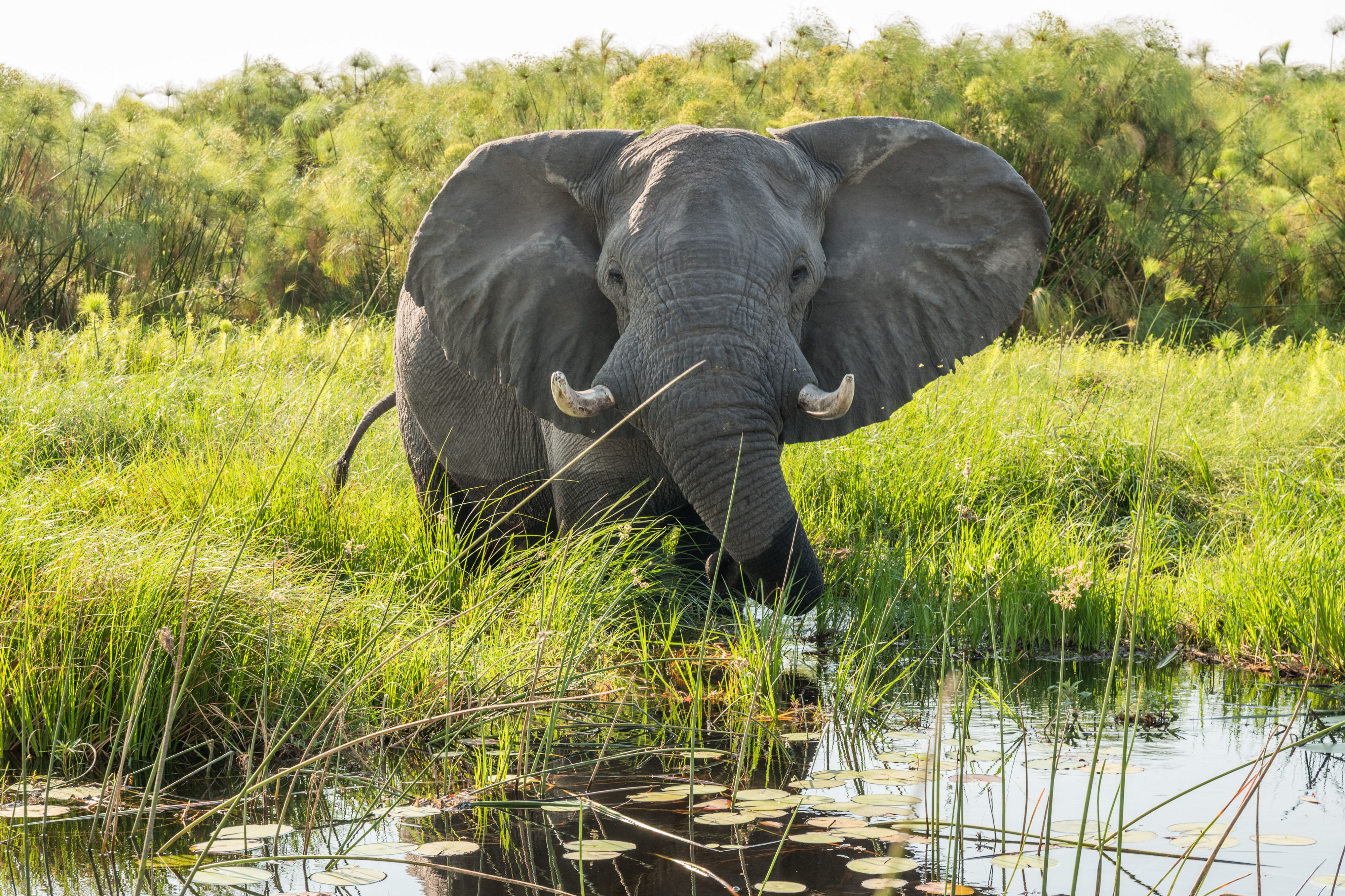 Okavangodelta Botswana